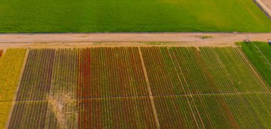 The view of tulip gardens lined up beautifully in nature is wonderful.