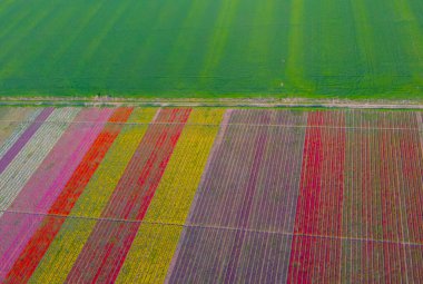 The view of tulip gardens lined up beautifully in nature is wonderful.