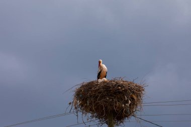 White stork (Ciconia ciconia) standing on its nest on a day with a very blue sky looking at the camera