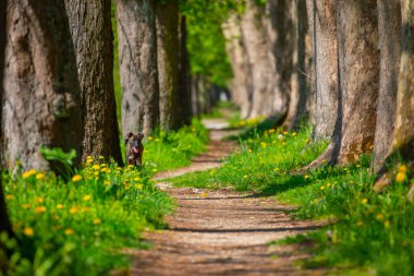 Vrelo Bosne is a park located in the municipality of Ilica, Bosnia and Herzegovina. The park is located at the foot of Mount Igman and is one of the most popular natural destinations in the country.