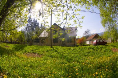 The main alley of plane trees in Vrelo Bosne Park in Sarajevo