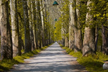 The main alley of plane trees in Vrelo Bosne Park in Sarajevo