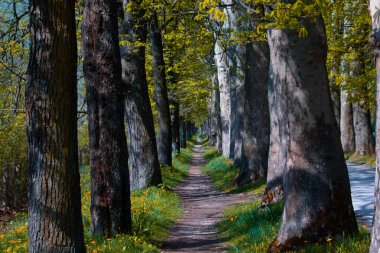 The main alley of plane trees in Vrelo Bosne Park in Sarajevo