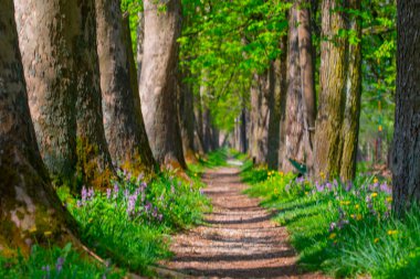 The main alley of plane trees in Vrelo Bosne Park in Sarajevo