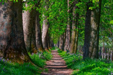 The main alley of plane trees in Vrelo Bosne Park in Sarajevo