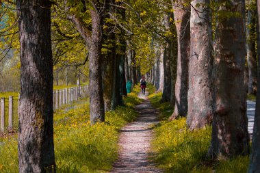 The main alley of plane trees in Vrelo Bosne Park in Sarajevo