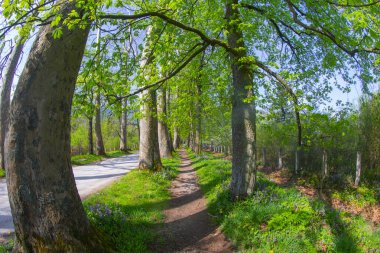 The main alley of plane trees in Vrelo Bosne Park in Sarajevo