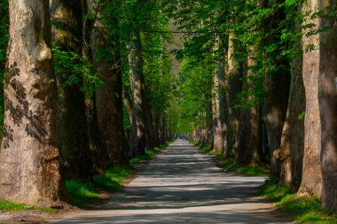 The main alley of plane trees in Vrelo Bosne Park in Sarajevo