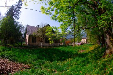 The main alley of plane trees in Vrelo Bosne Park in Sarajevo