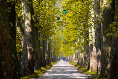 The main alley of plane trees in Vrelo Bosne Park in Sarajevo