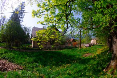 The main alley of plane trees in Vrelo Bosne Park in Sarajevo