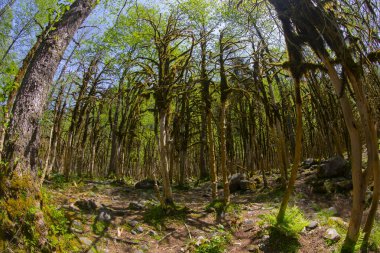 Boxwood Forest in the Camlihemsin, Simsir Tree Rize, Turkey