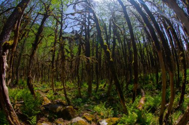 Boxwood Forest in the Camlihemsin, Simsir Tree Rize, Turkey
