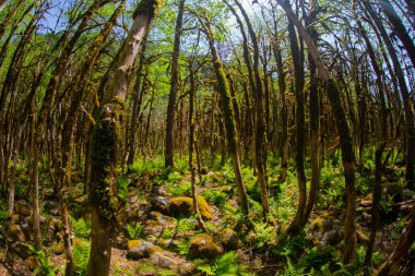 Boxwood Forest in the Camlihemsin, Simsir Tree Rize, Turkey