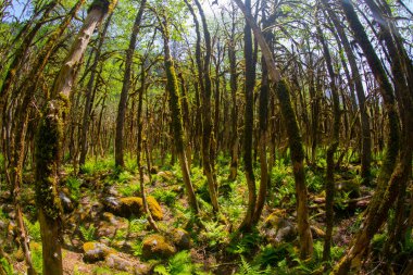 Boxwood Forest in the Camlihemsin, Simsir Tree Rize, Turkey