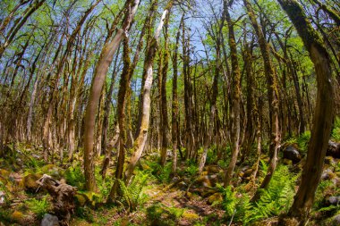 Boxwood Forest in the Camlihemsin, Simsir Tree Rize, Turkey