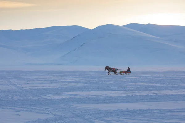 Kuda Menarik Kereta Luncur Musim Dingin Danau Cildir Kars — Stok Foto