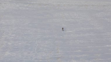 Fox peeing on the snow