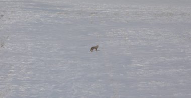 Fox peeing on the snow