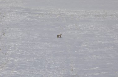 Fox peeing on the snow