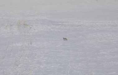 Fox peeing on the snow