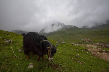 Avusor Plateau and Kackar Mountains with blue cloudy sky background .Rize .Turkey