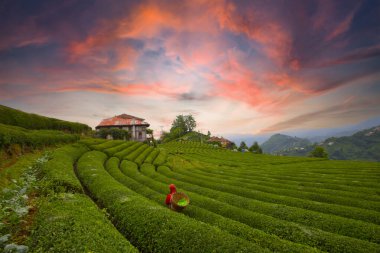 Tea plantation in Cayeli, Rize, Black Sea / Karadeniz region of Turkey.