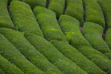 Tea plantation in Cayeli, Rize, Black Sea / Karadeniz region of Turkey.