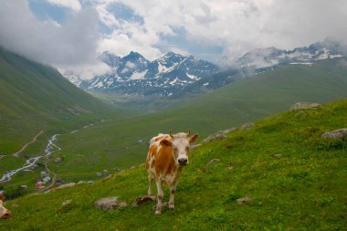 Rize 'nin Camlihemsin ilçesine bağlı Cicekli Platosu. Kackar Dağları bölgesi. Rize, Hindi. (Türkçe: Cicekli Yaylasi)