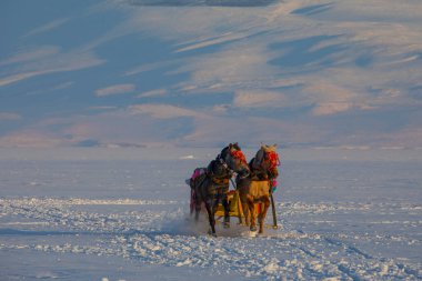 Atlar kışın kızak çekiyor, Cildir Gölü, Kars