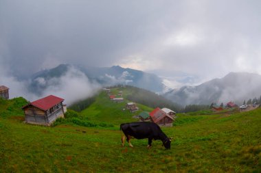 Pokut Platosu Rize Camlihemsin, Pokut Platosu Karadeniz ve Türkiye. Rize, Türkiye.