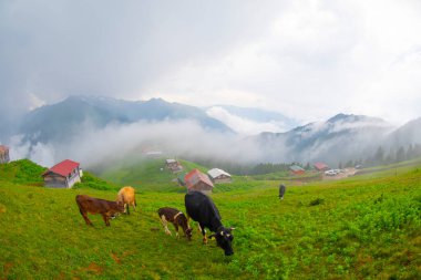Pokut Platosu Rize Camlihemsin, Pokut Platosu Karadeniz ve Türkiye. Rize, Türkiye.