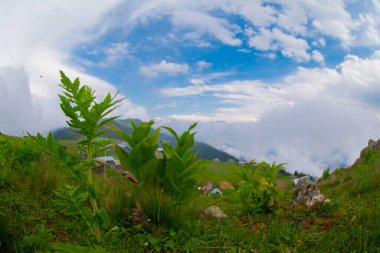 SAL PLATEAU, Rize 'nin Camlihemsin ilçesinde. Kackar Dağları bölgesi. Rize, Türkiye.