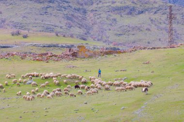 Single tree and sheep eating around