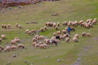 Single tree and sheep eating around
