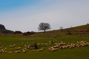 Single tree and sheep eating around