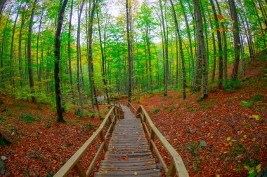 Sonbahar orman manzarası ahşap iskeleli suya yansıyor - Yedigoller Park Bolu, Türkiye 'de sonbahar manzarası (yedi göl)
