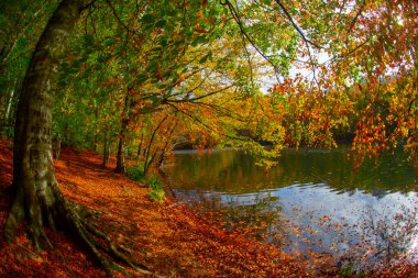 Sonbahar orman manzarası ahşap iskeleli suya yansıyor - Yedigoller Park Bolu, Türkiye 'de sonbahar manzarası (yedi göl)