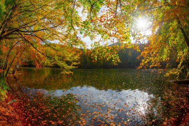 Sonbahar orman manzarası ahşap iskeleli suya yansıyor - Yedigoller Park Bolu, Türkiye 'de sonbahar manzarası (yedi göl)