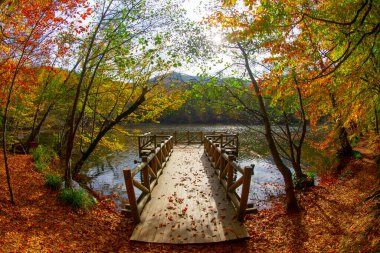 Sonbahar orman manzarası ahşap iskeleli suya yansıyor - Yedigoller Park Bolu, Türkiye 'de sonbahar manzarası (yedi göl)