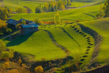 Pnarl is a village in the avat district of Artvin province.