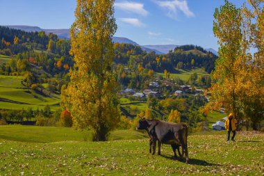 Artvin Dağları. Sahra platosunun sabah ışığı manzarası. Türkiye 'nin kuzeyinde seyahat yerleri. Savsat bölgesi yakınlarındaki geleneksel Karadeniz ahşap evleri.