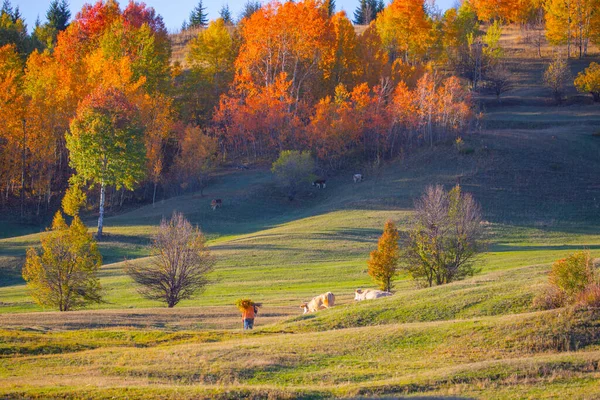 stock image Artvin highlands. View of Sahara plateau in morning light. Travel destinations in northern Turkey. Traditional black sea wooden houses, near Savsat district.