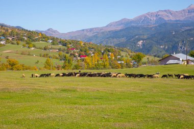 Savsat Bölgesi 'nde sonbahar sezonu. Artvin, Türkiye. Savsat Gözlem Terası 'ndan güzel bir sonbahar manzarası. Renkli vadi manzarası.