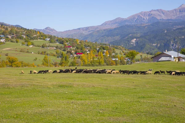 stock image Autumn season in the Savsat District. Artvin, Turkey. Beautiful autumn landscape from Savsat Observation Terrace. Colorful valley view.