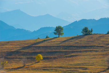 bohem İsviçre sisli vadinin yukarıdaki tepede yalnız ağaç