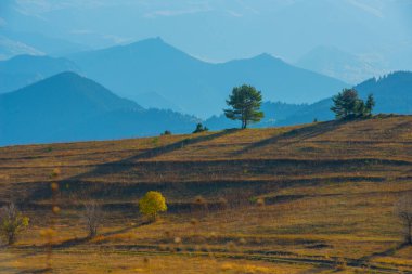 bohem İsviçre sisli vadinin yukarıdaki tepede yalnız ağaç