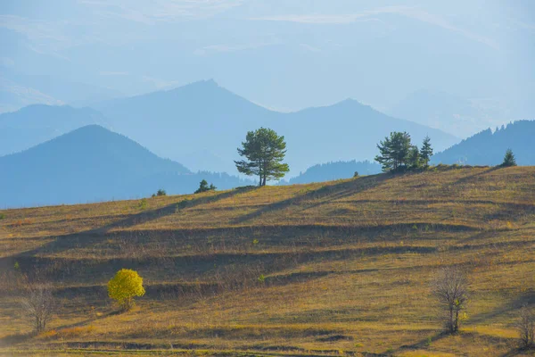 山上迷雾笼罩的山谷在波希米亚瑞士棵孤独的树 — 图库照片