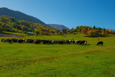 Doğada beslenen koyun sürüsü