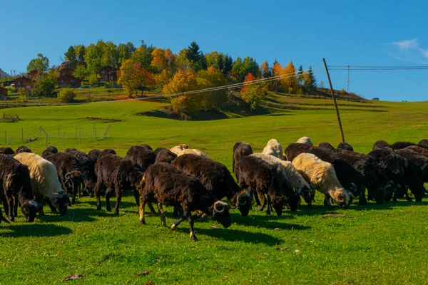 Schafherde Ernährt Sich Der Natur — Stockfoto